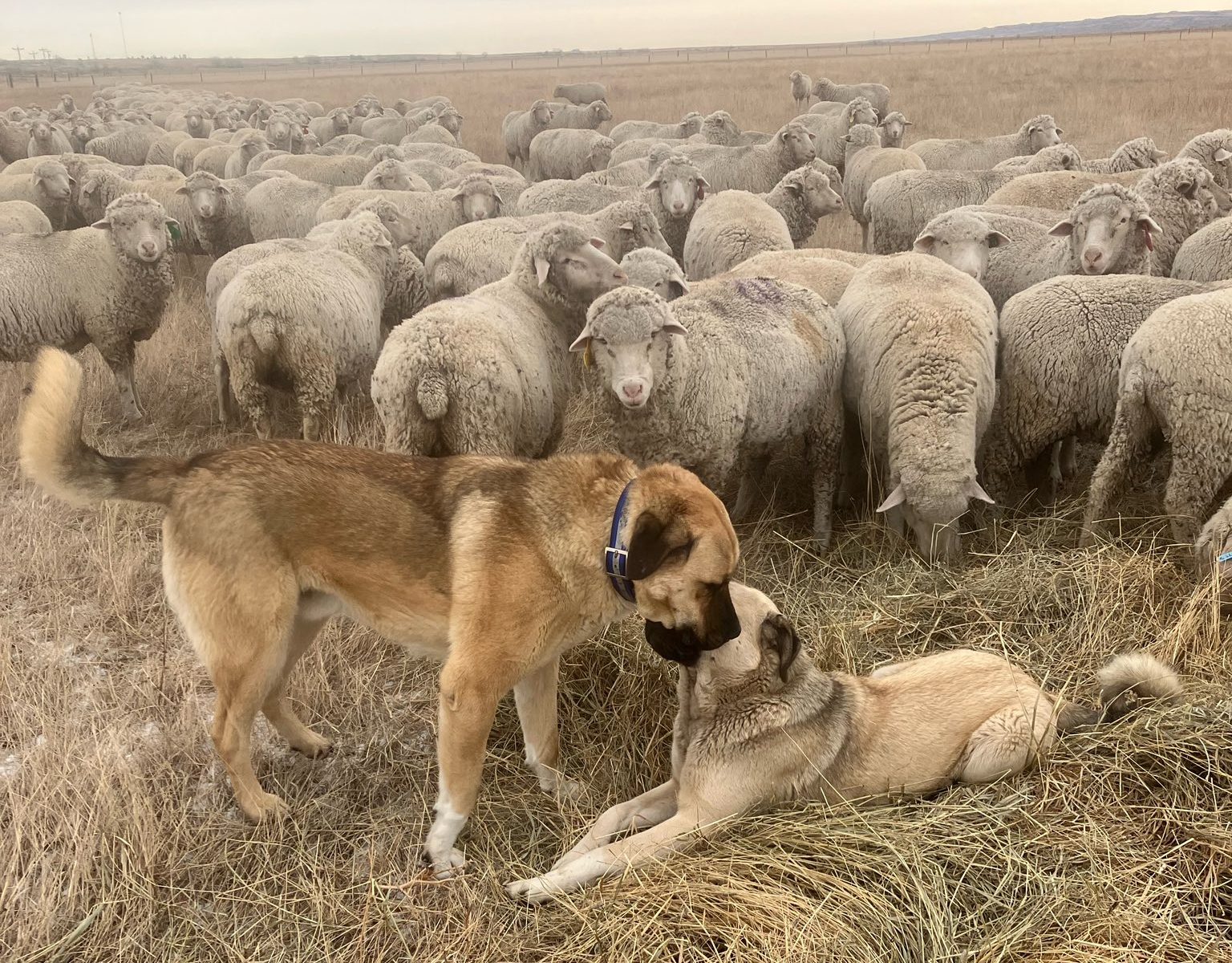 DogsWithSheep