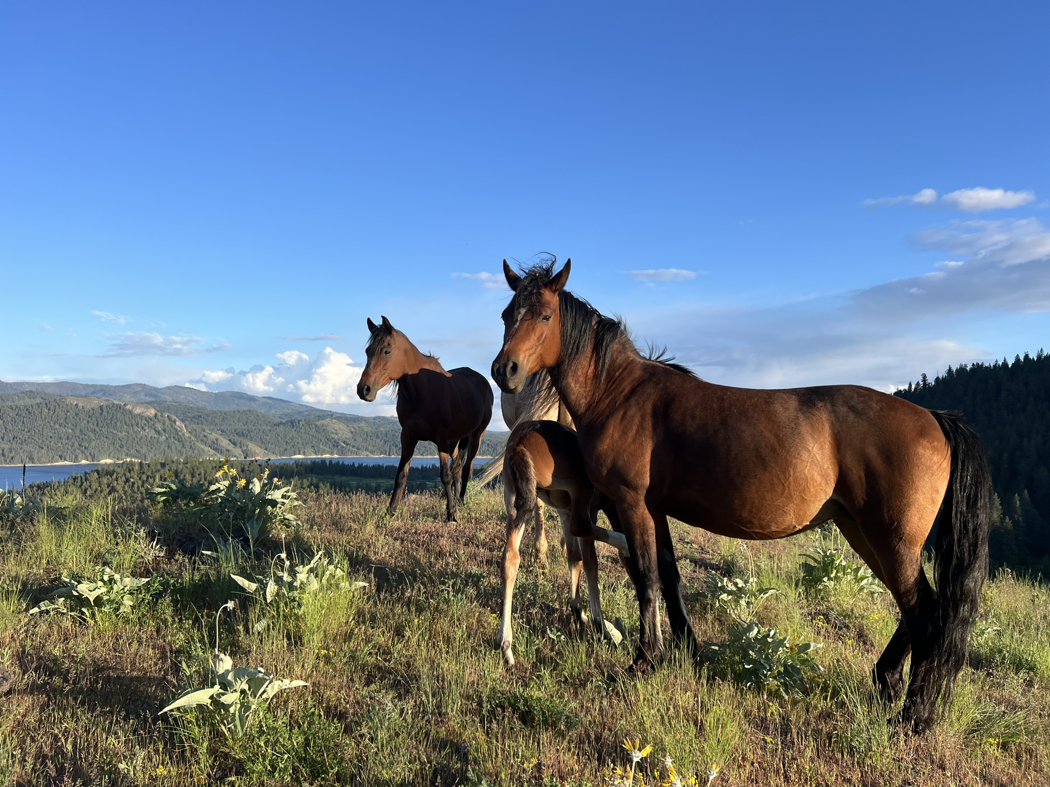Horses at Rizn Ranch Horses at Rizn Ranch