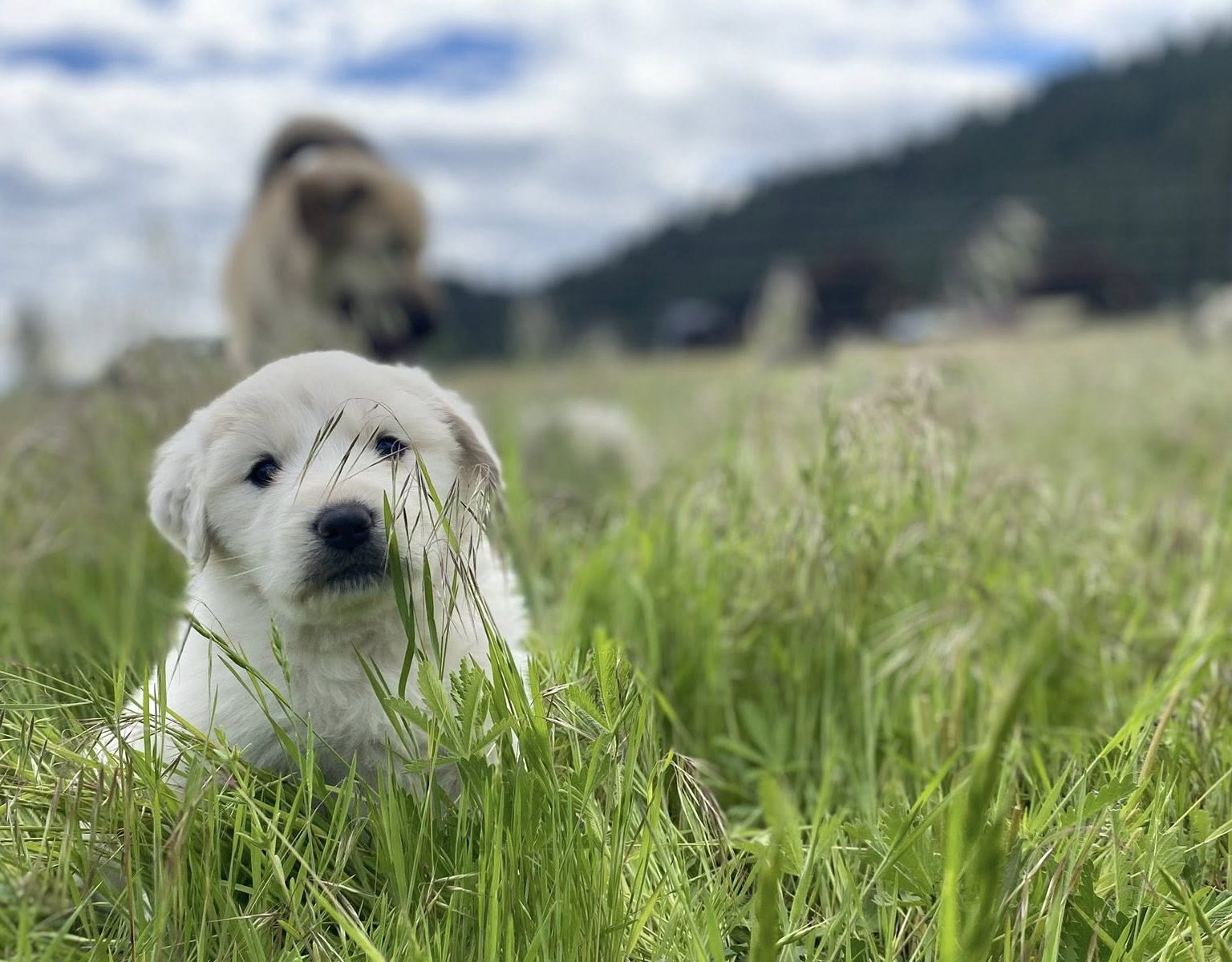 puppyingrass Great Pyreness Puppy